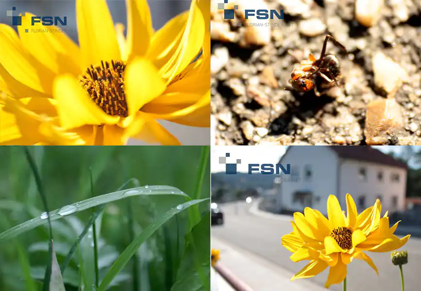 Natur Cover: Blüten, Grasshalm, Insekt