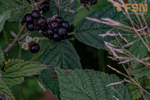 Vorschau von DSC00596.jpg