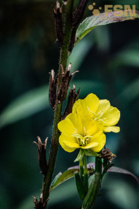 Vorschau von DSC00600.jpg