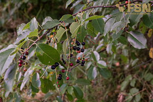 Vorschau von DSC00621.jpg