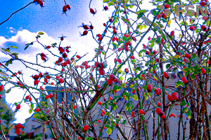 Vorschau von DSC00703.jpg