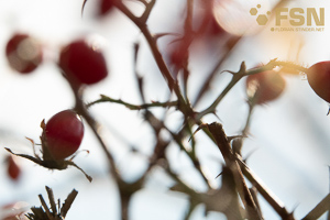 Vorschau von DSC00705.jpg