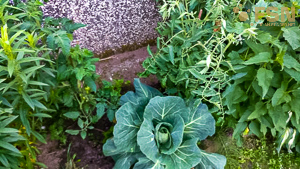 Vorschau von IMG_20190621_214102.jpg