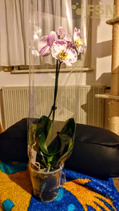 Vorschau von IMG_20191018_215843~2.jpg