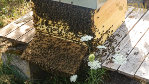 Vorschau von IMG_20200811_164515.jpg