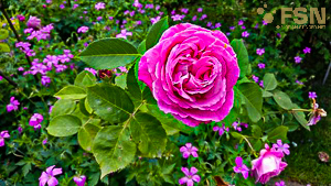 Vorschau von IMG_20190616_152204.jpg