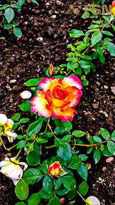 Vorschau von IMG_20190616_153718~2.jpg