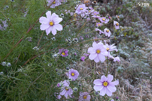 Vorschau von _DSC1912.jpg