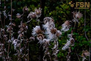 Vorschau von DSC00590.jpg