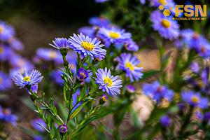 Vorschau von DSC00686.jpg