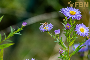 Vorschau von DSC00690.jpg