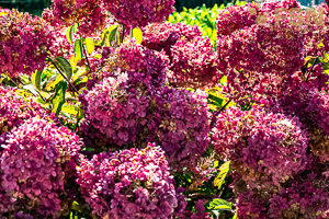 Vorschau von DSC00693.jpg