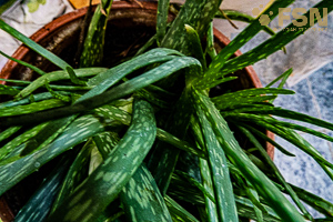 Vorschau von DSC00727.jpg