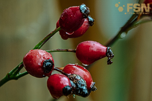 Vorschau von DSC00812.jpg