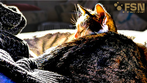 Vorschau von coco_web3.jpg