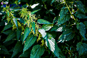 Vorschau von IMG_8022.jpg