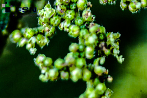 Vorschau von IMG_8030.jpg