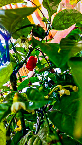 Vorschau von IMG_20210815_172611~2.jpg