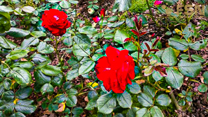 Vorschau von IMG_20190616_153323.jpg