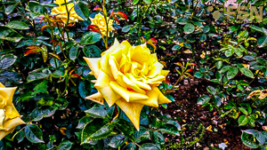 Vorschau von IMG_20190616_154203~2.jpg