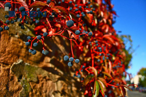 Vorschau von IMG_2466wtmk.jpg