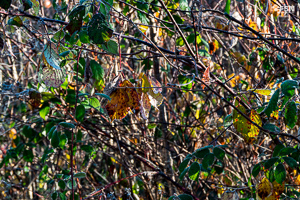 Vorschau von _DSC1885.jpg