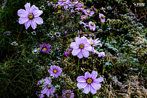 Vorschau von _DSC1915.jpg